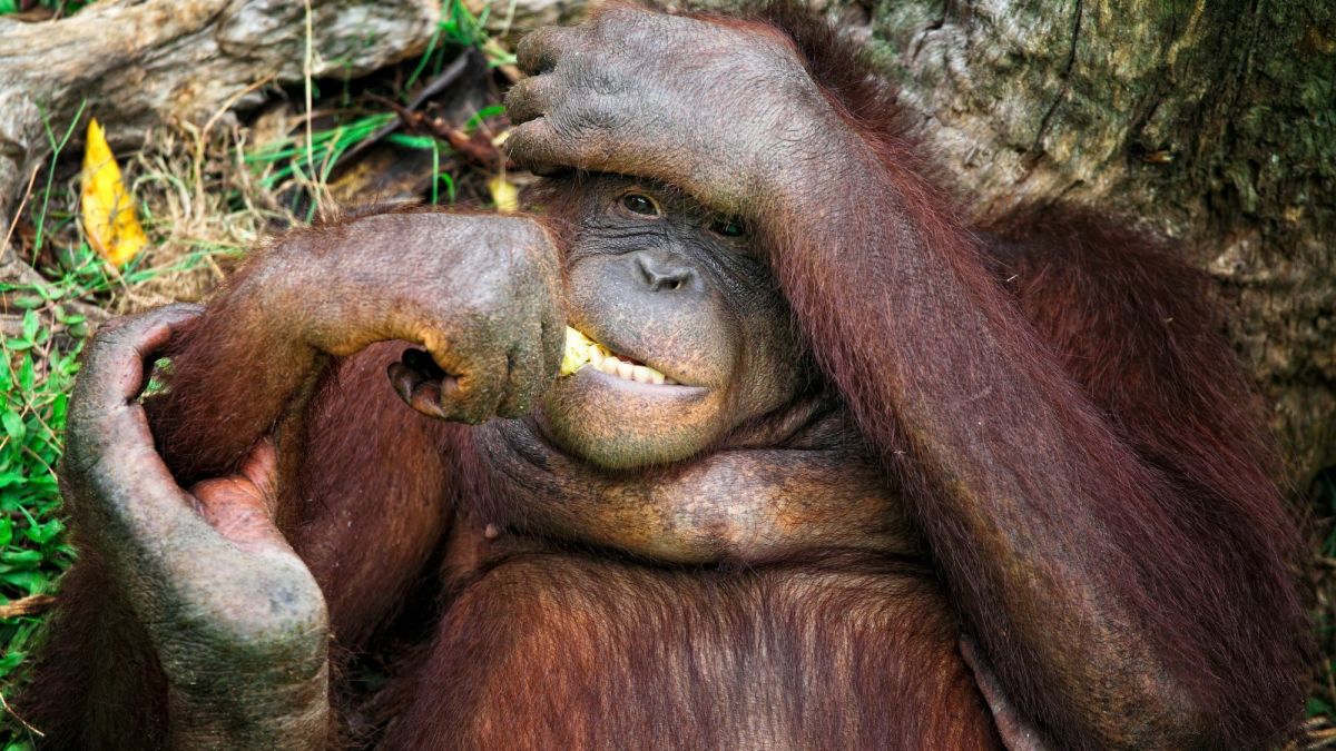 10 Interesting Facts About Orangutans