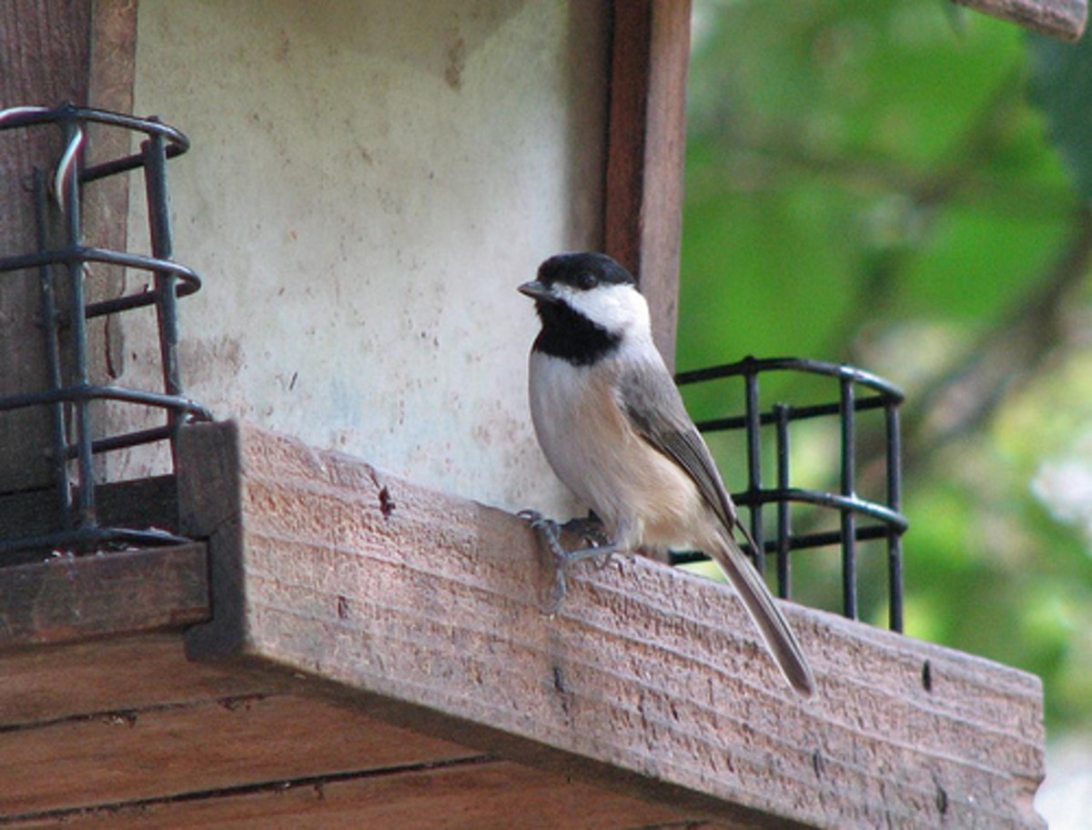 Carolina Chickadees - HubPages