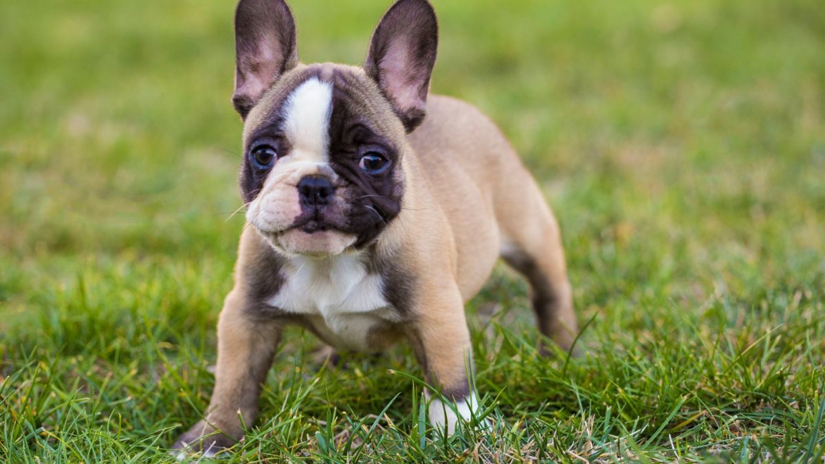 7 Dogs That Look Like the French Bulldog