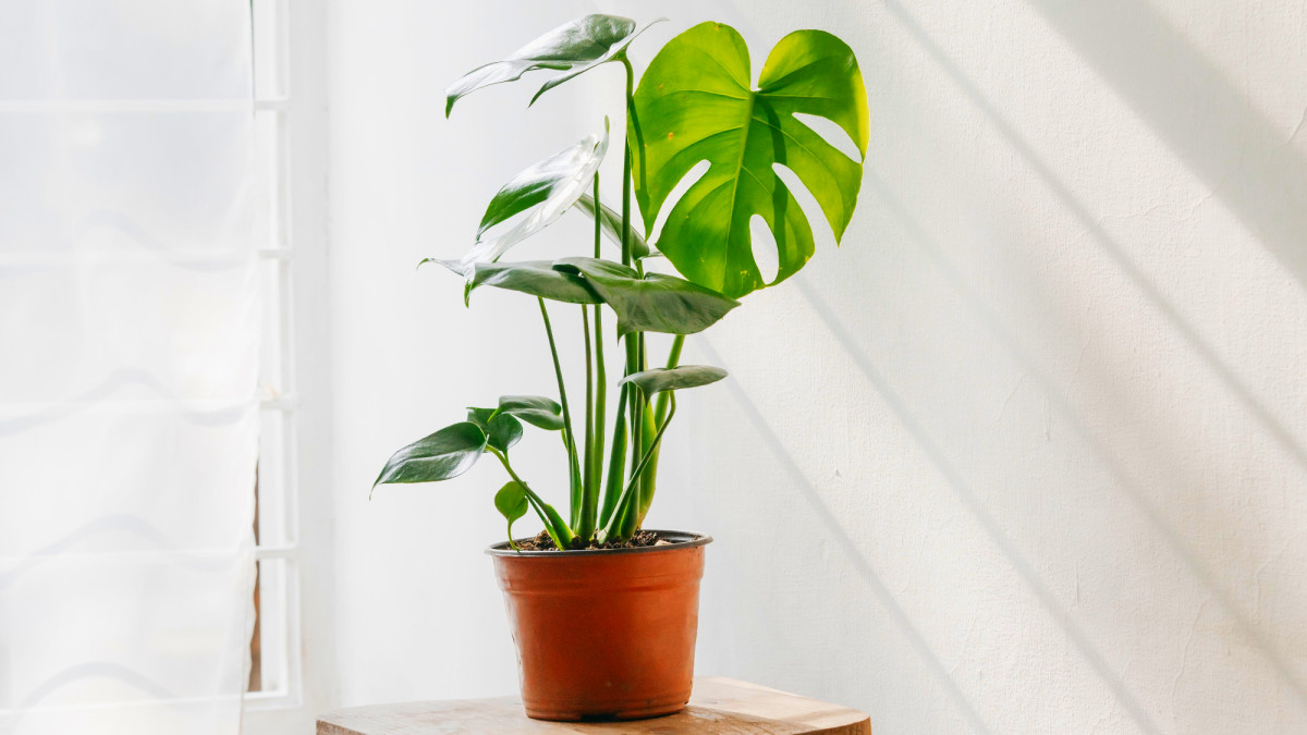 Repotting Monstera: How, When, and All the Steps