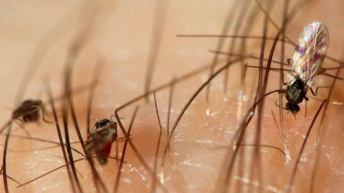 Biting Midges: The Vampire Gnats of the Insect World