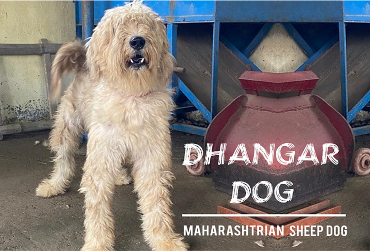Thelari (Dhangari) or Maharashtrian Sheep Dog: Breed Information, Facts and Characteristics