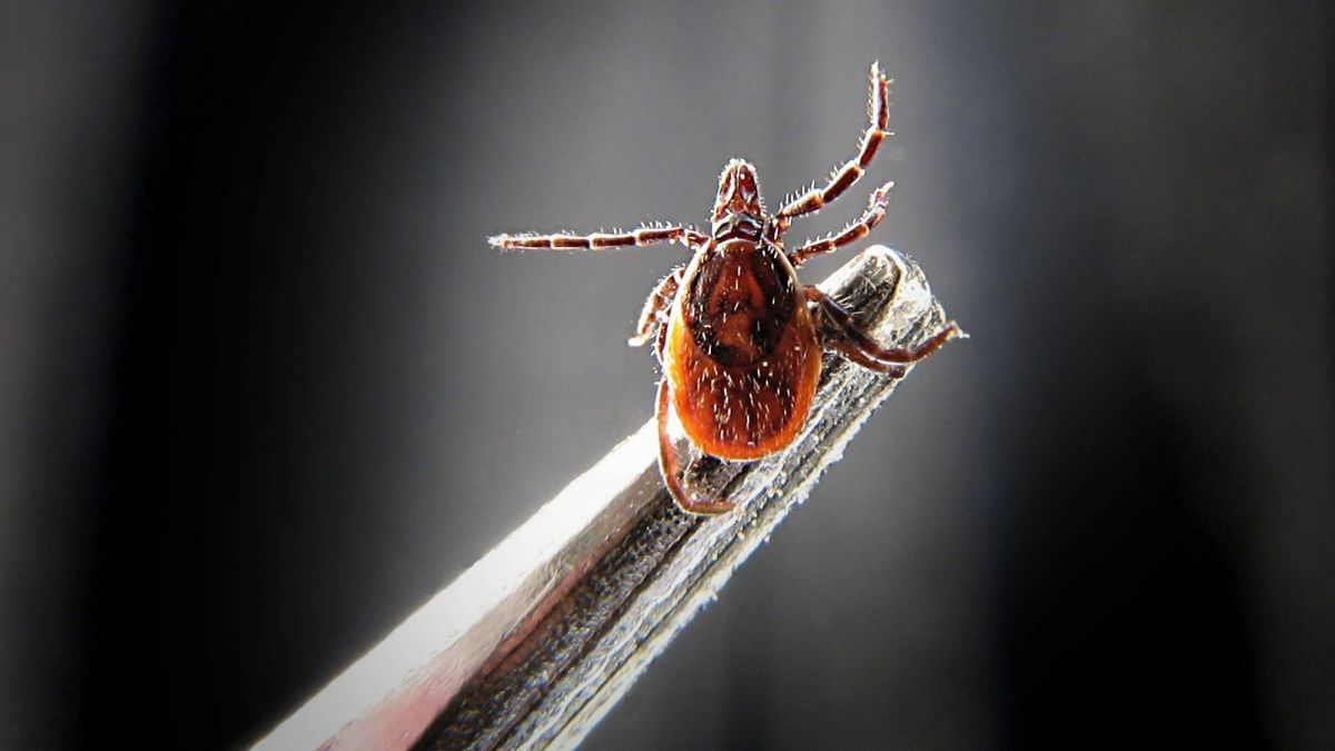 5 Freaky Facts About Ticks