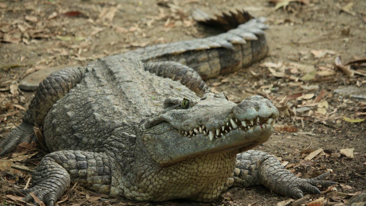 10 Animals You've Never Heard of: Reptiles
