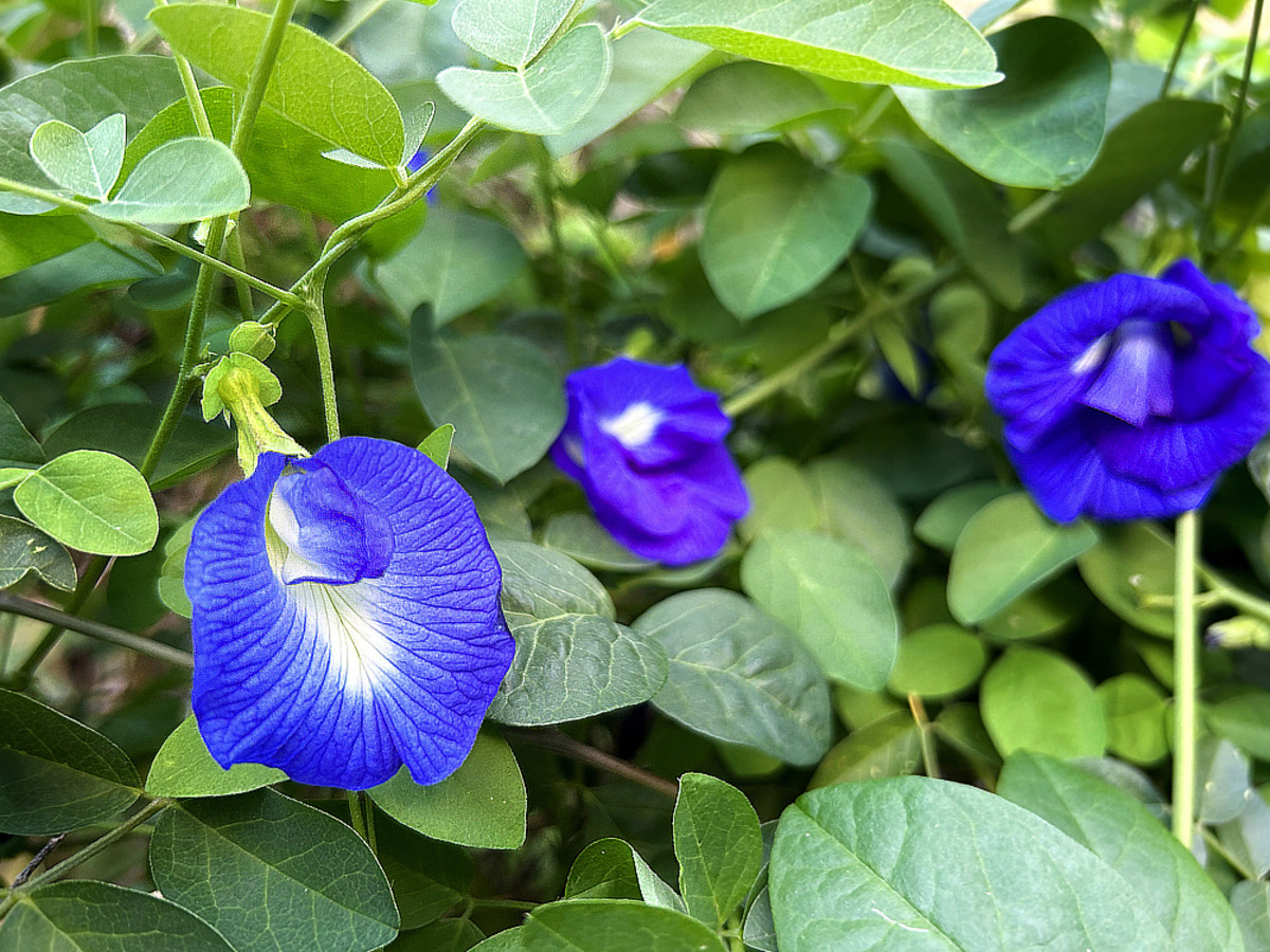 Edible Flower: Blue Butterfly Pea