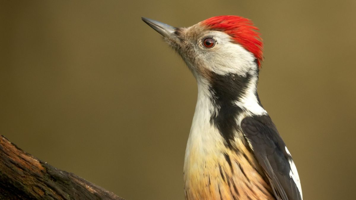 The Woodpecker's Amazing Physical Characteristics