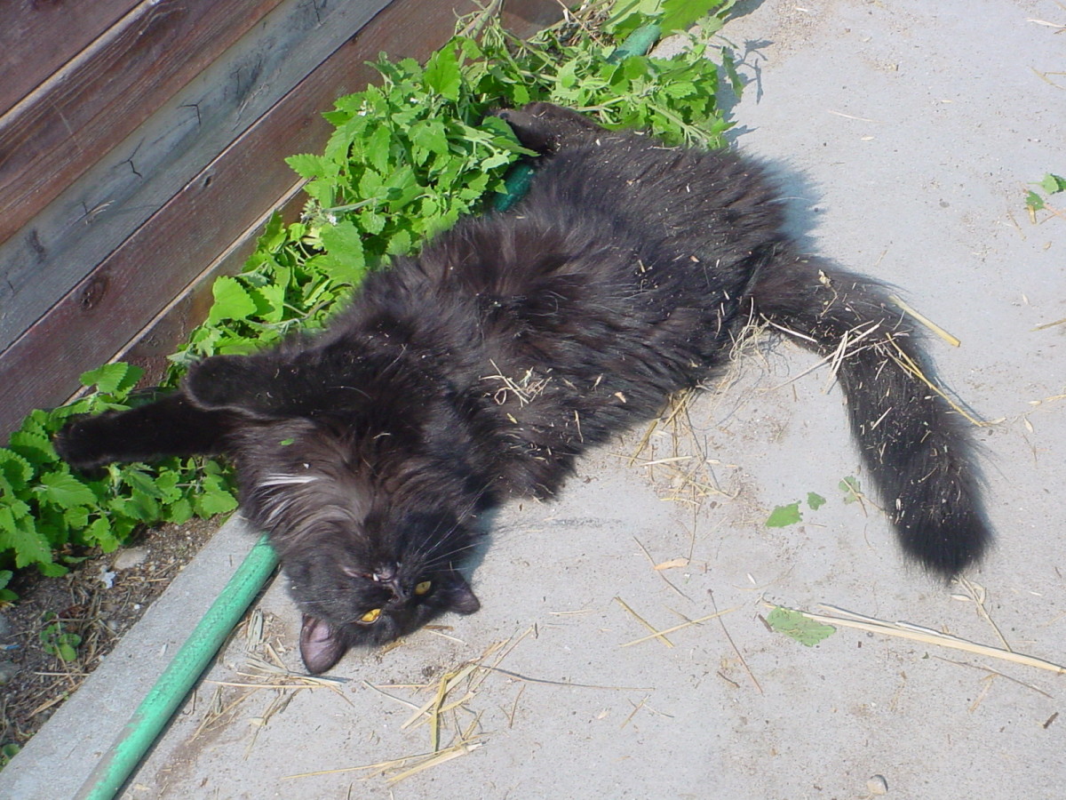 Catnip: Not Just for Cats