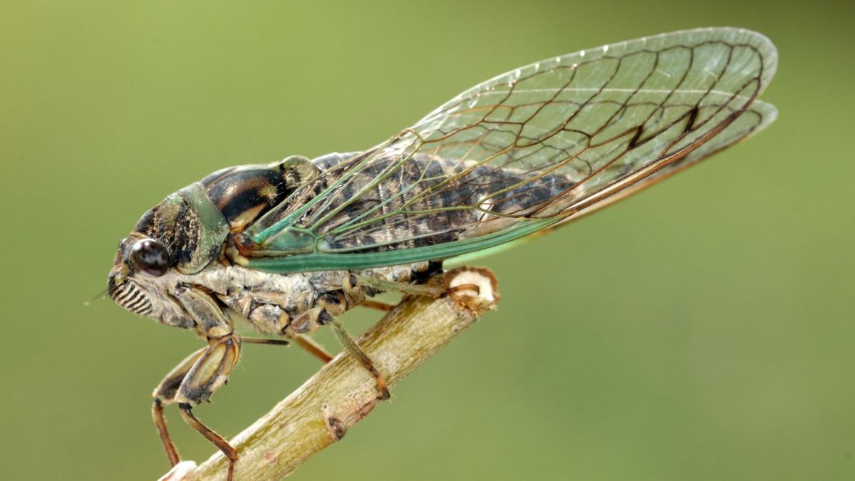 Interesting Facts About Cicadas
