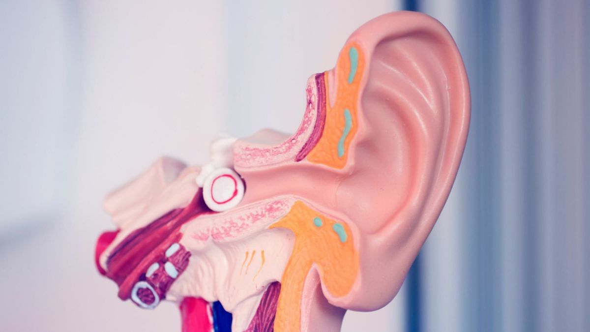 What Are the Semicircular Ear Canals?