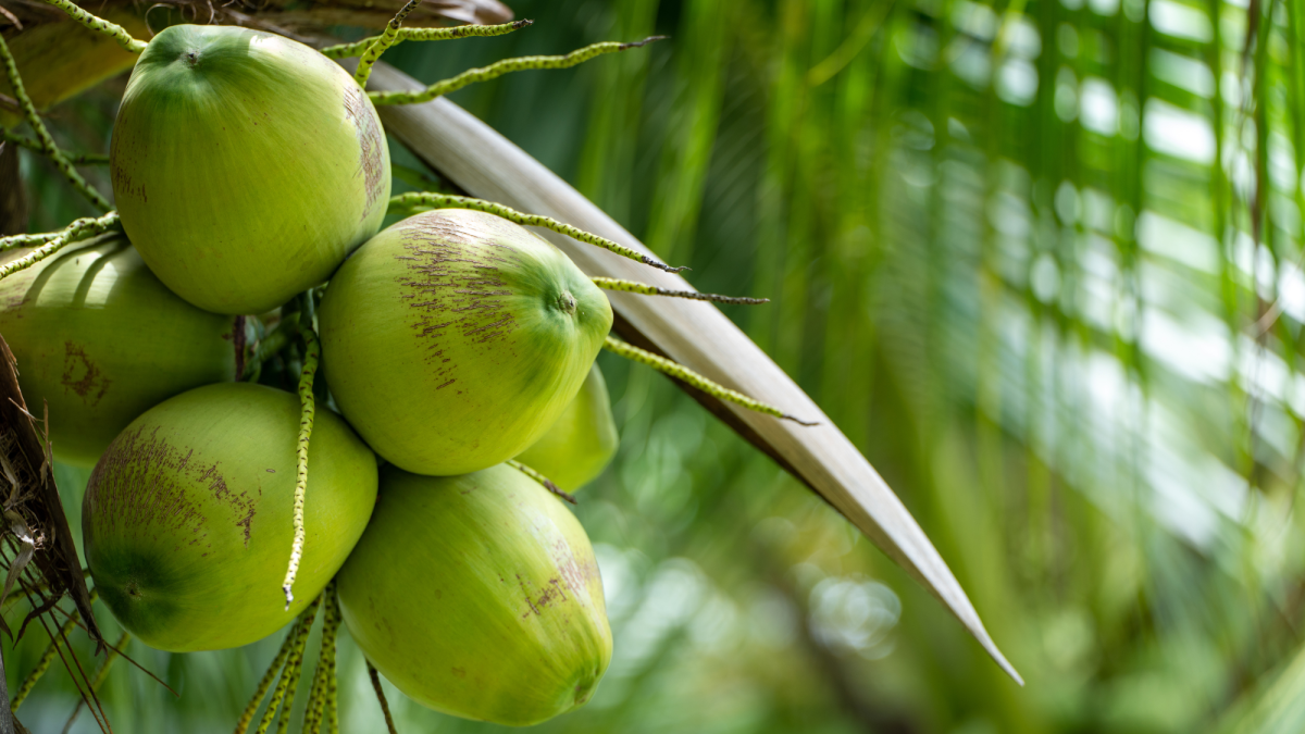 Different Uses for a Coconut: Trees, Leaves, Husks, and More