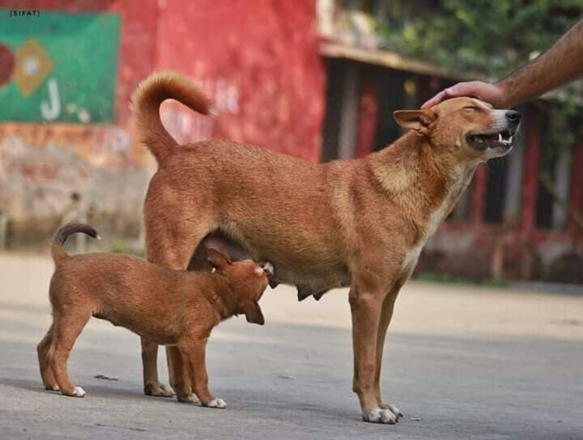 11 Dog Breeds Like The Indian Pariah Dog (Desi Kutta)