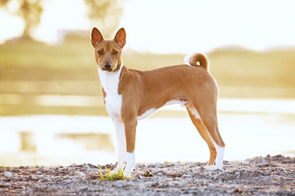 11 Dog Breeds Like The Indian Pariah Dog (desi Kutta) - Hubpages