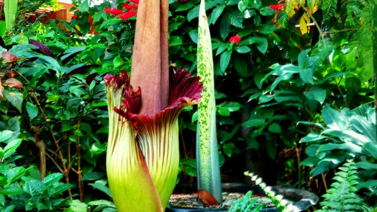 Amorphophallus Titanum (Corpse Plant): The Largest Flower in the World Only Blooms Every 40 Years