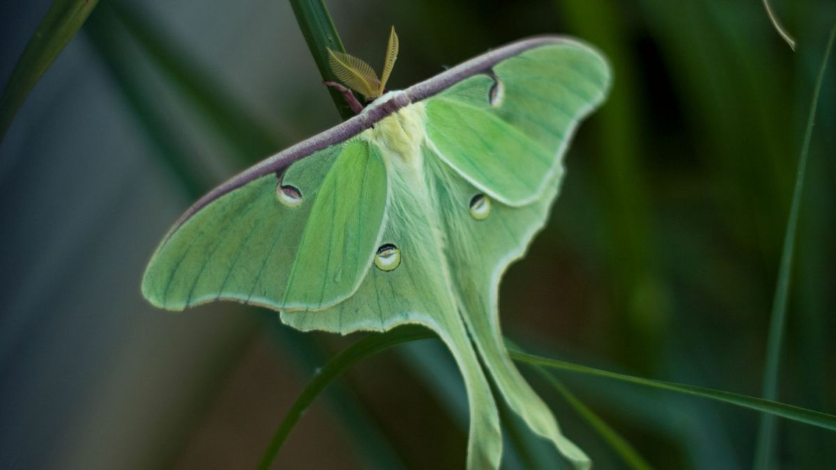 Are There More Moths This Year? - The New York Times