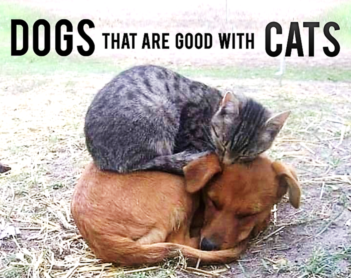 15 Dogs That Are Good With Cats and Other House Pets