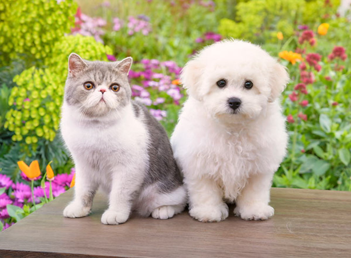 Bichon hot sale frise cats