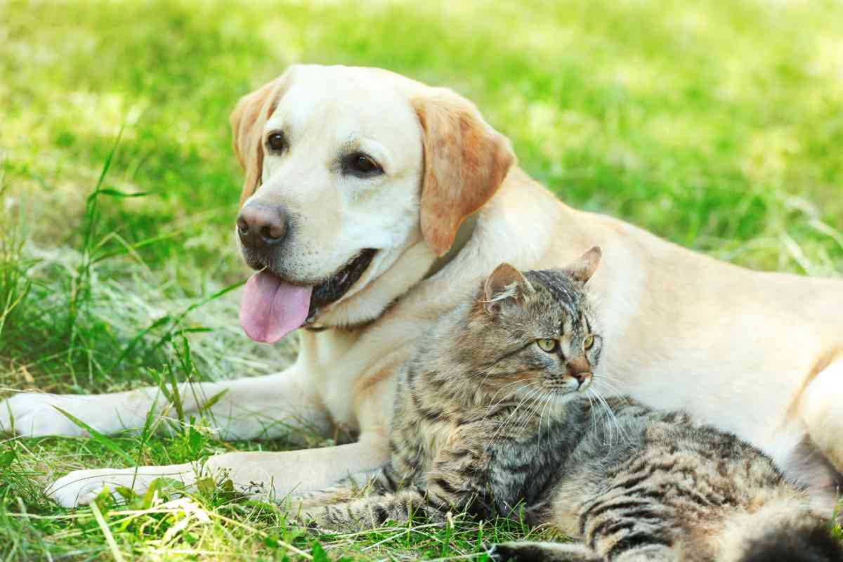 Labradors hot sale and cats