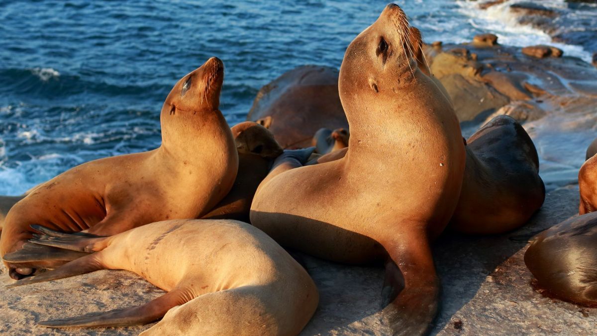 Seals vs. Sea Lions
