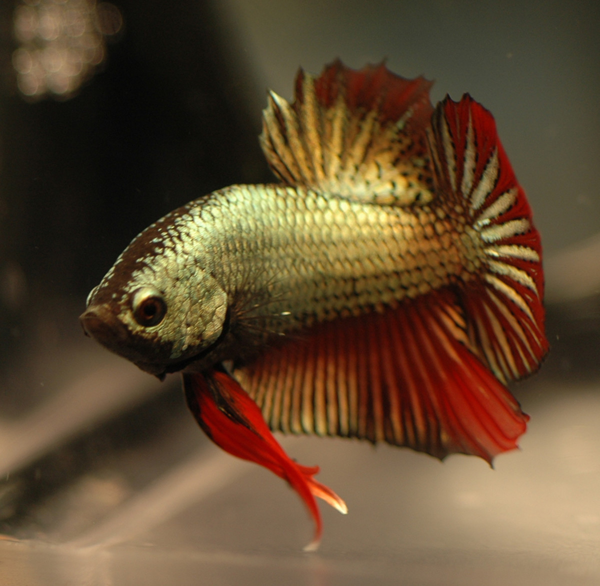Adding a Betta Fish to a Community Tank - HubPages