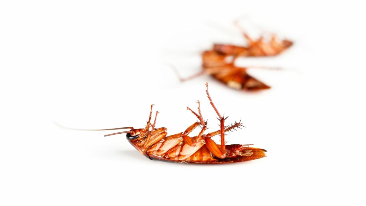 Roach Facts: Why Do Cockroaches Die on Their Backs and More