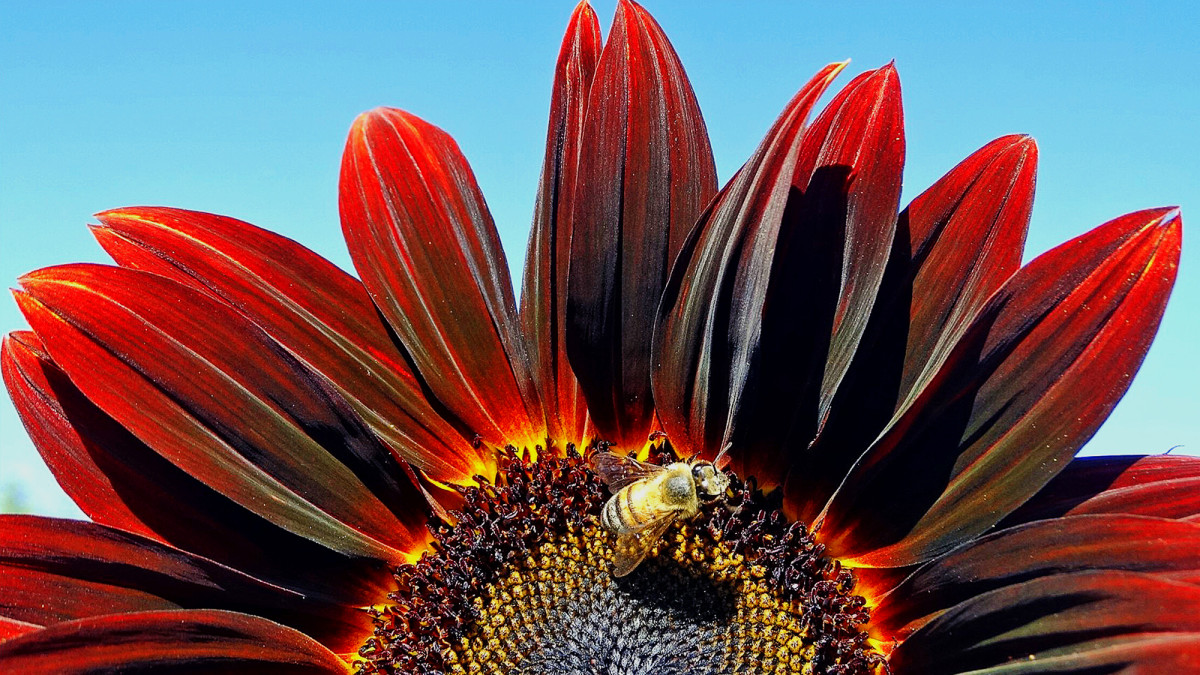 Bright Sunflower Colors to Add to Your Garden
