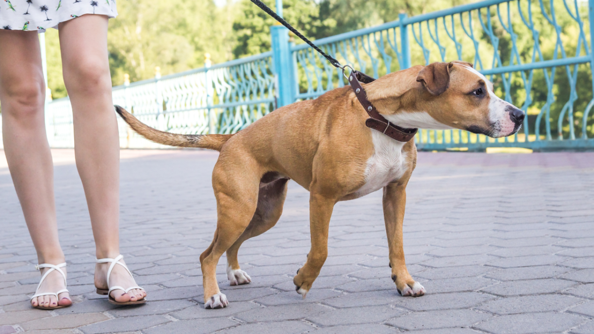 How Do I Get My Dog to Ignore Other Dogs on Walks? 12 Tips for Calmer Walks