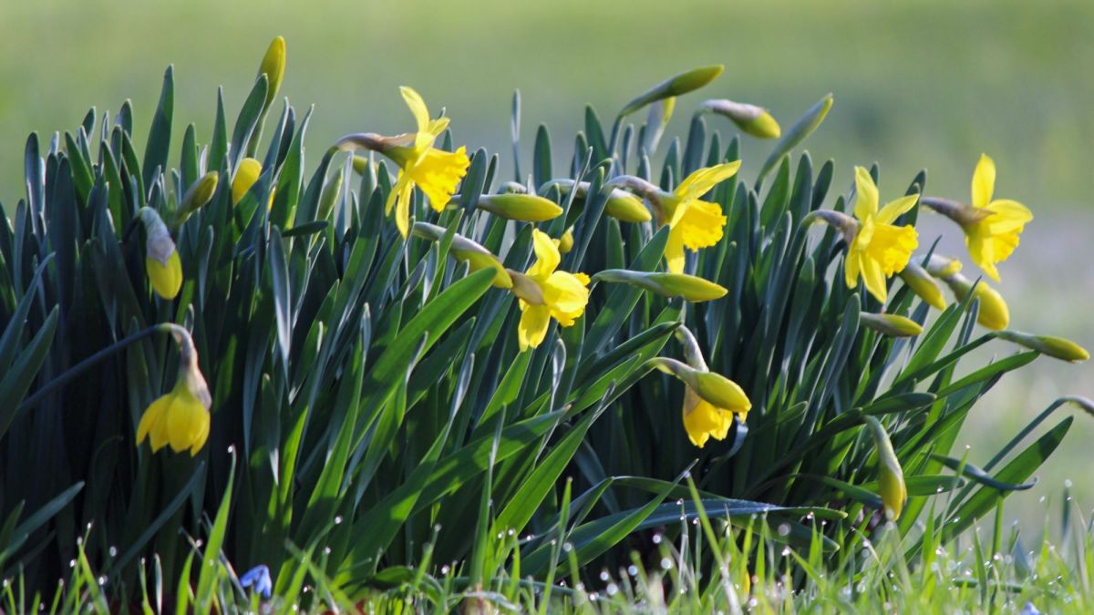 Poisonous Garden Plants Daffodils, Lantana, Euphorbia and Poinsettias