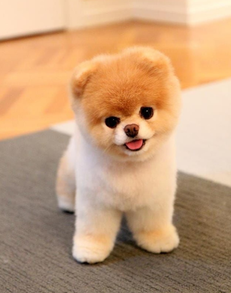 How to Make Puppies Stop Crying HubPages