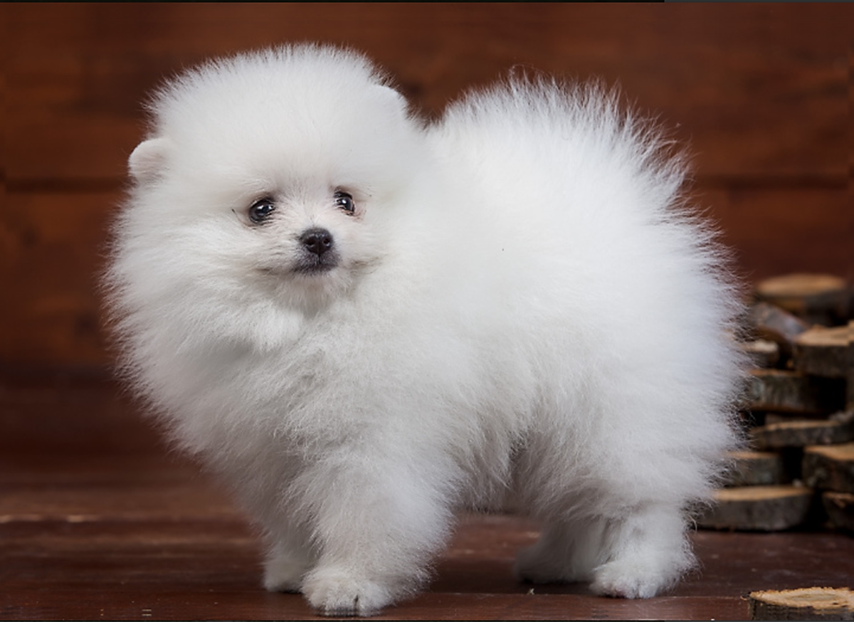 Different Types of Indian Spitz And Their Price in India