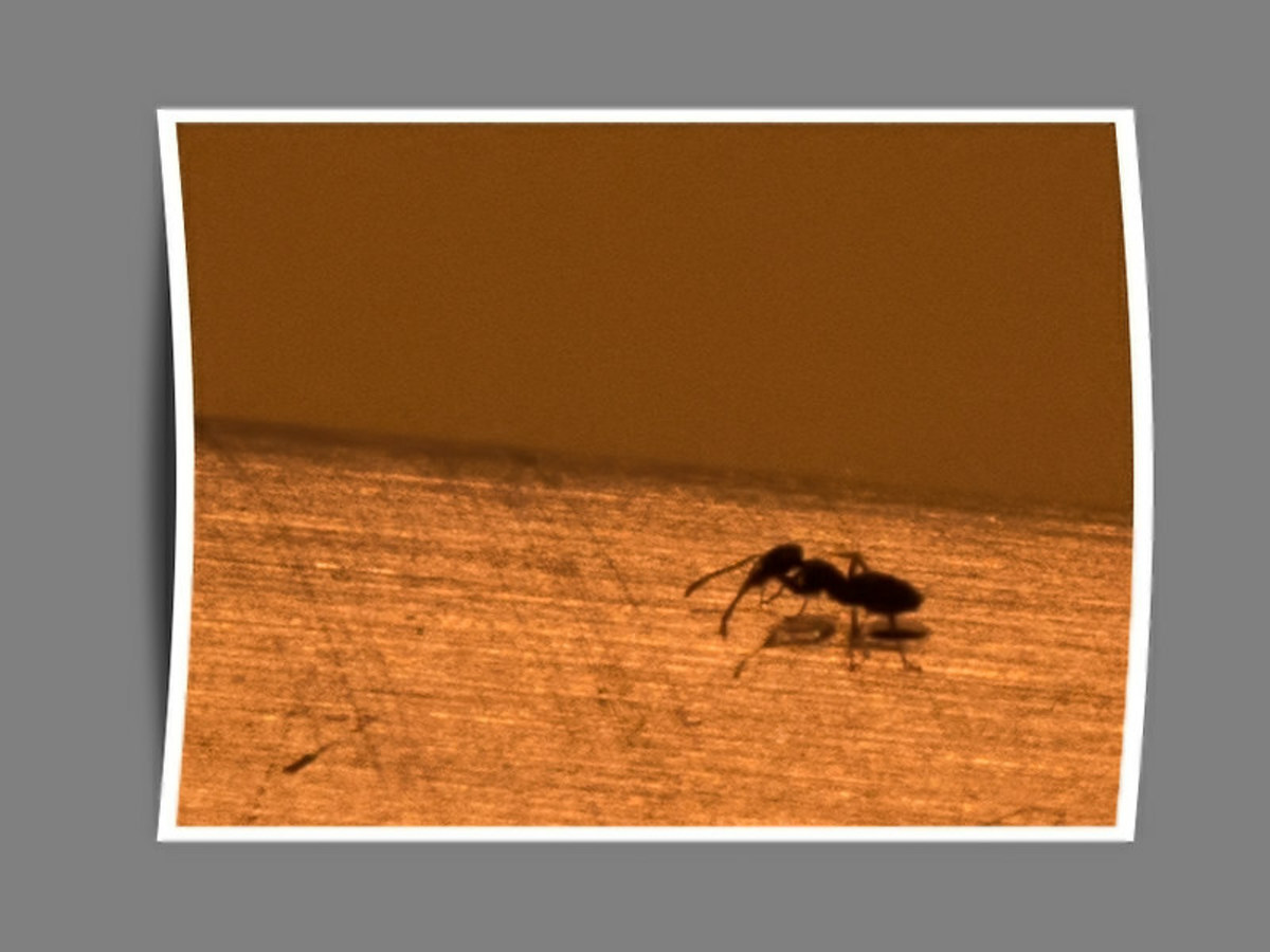 Natural Ant Control: Home Remedies That Really Work