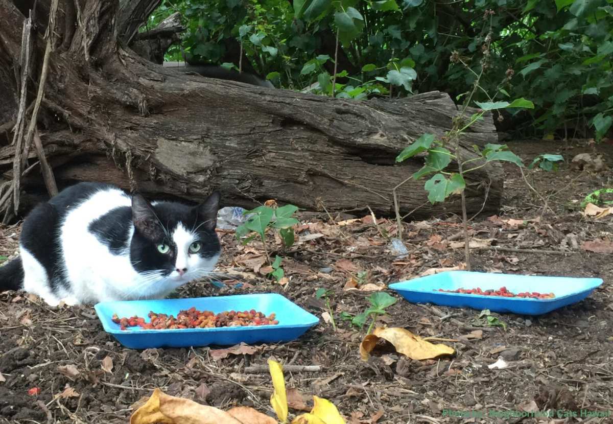 Outdoor Cats It Doesn’t Have to Be This Way ( An India) Uttar Pradesh
