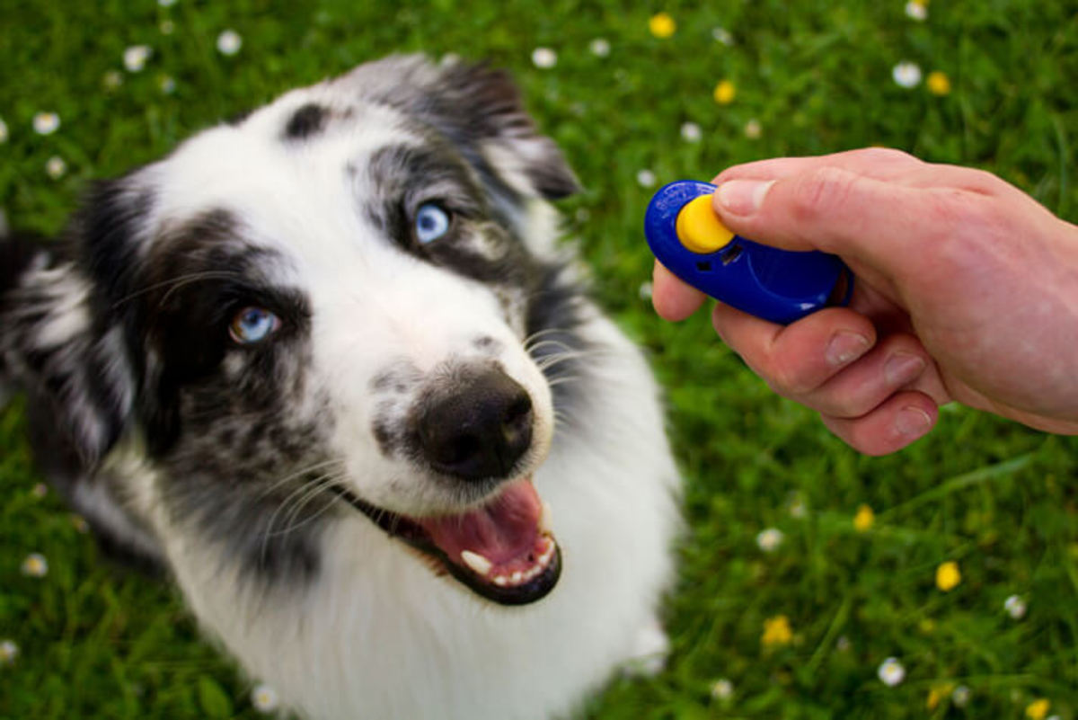 Clicker Training Basics: How to Train Your Dog Using a Clicker