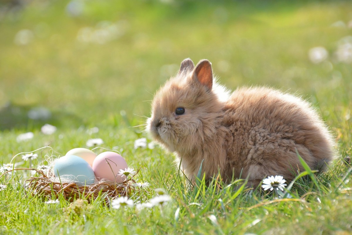 Rare Rabbits: Should the Easter Bunny Consider Itself Lucky?