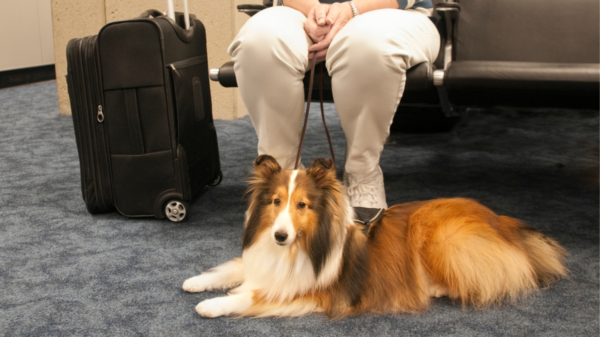 Tips for Flying With a Service Dog in the U.S.