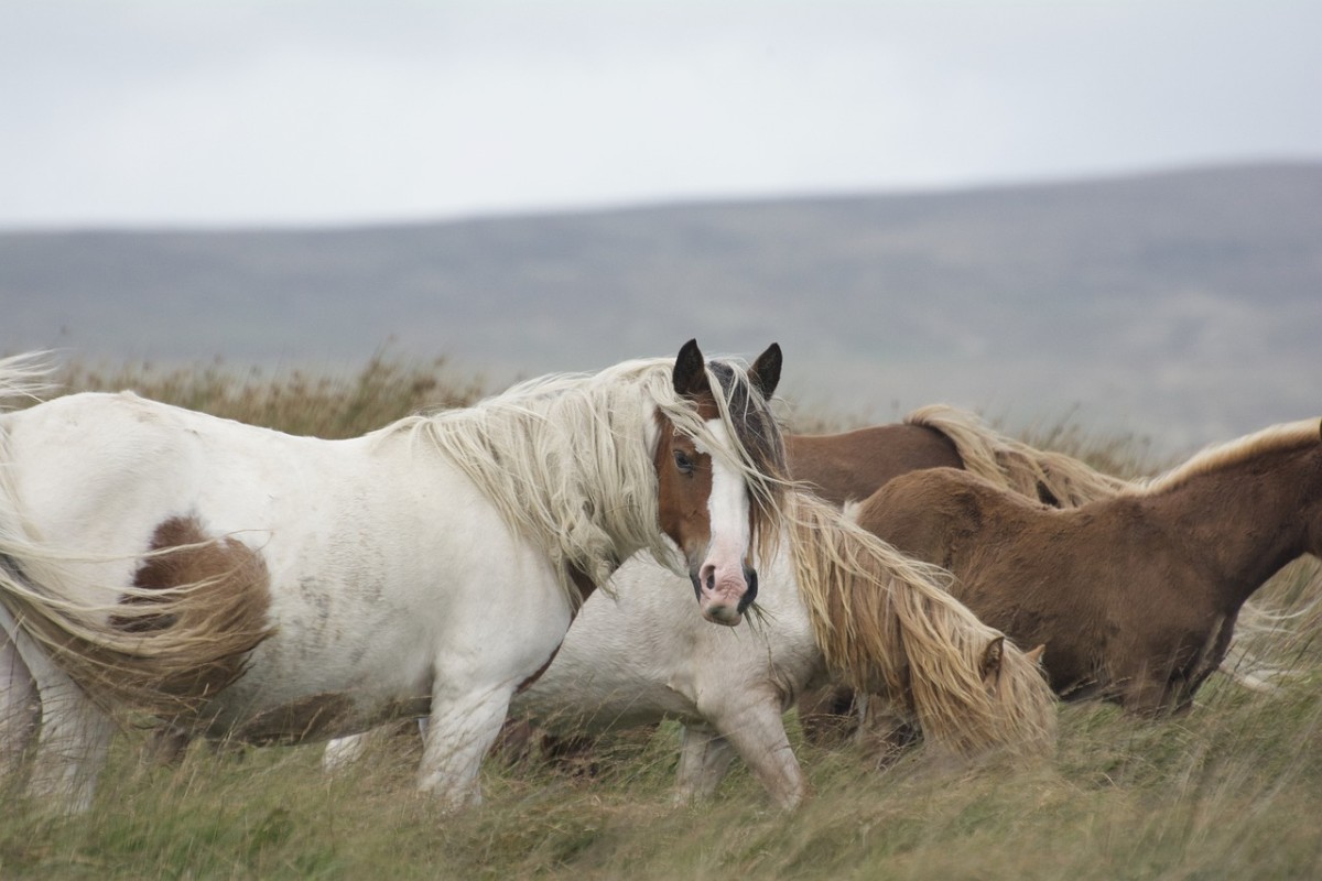 An Intro to Horse Coat Color Genetics - PetHelpful