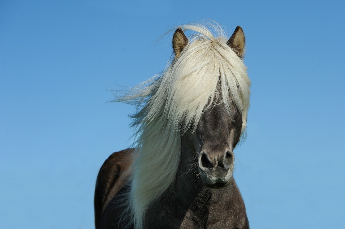 Silver Horses Are Real: Understanding White Hair Genetics for Beginners