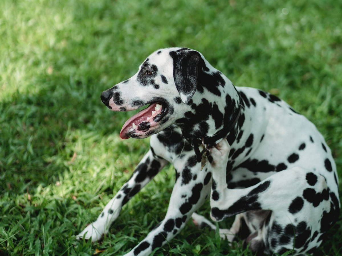 A Simple Guide to External Parasites in Dogs
