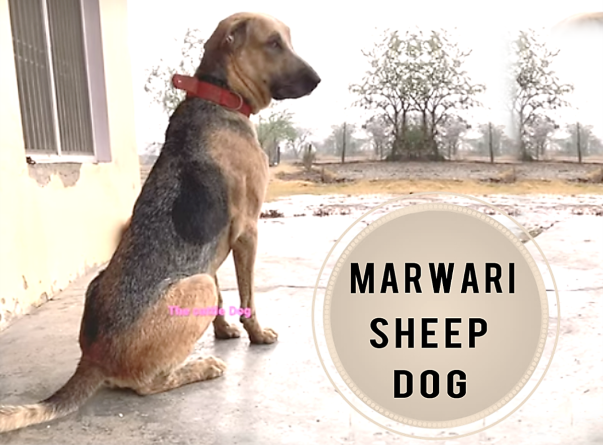 Marwari Sheep Dog (Indian Cattle Dog): Breed Information, Pictures & Characteristics