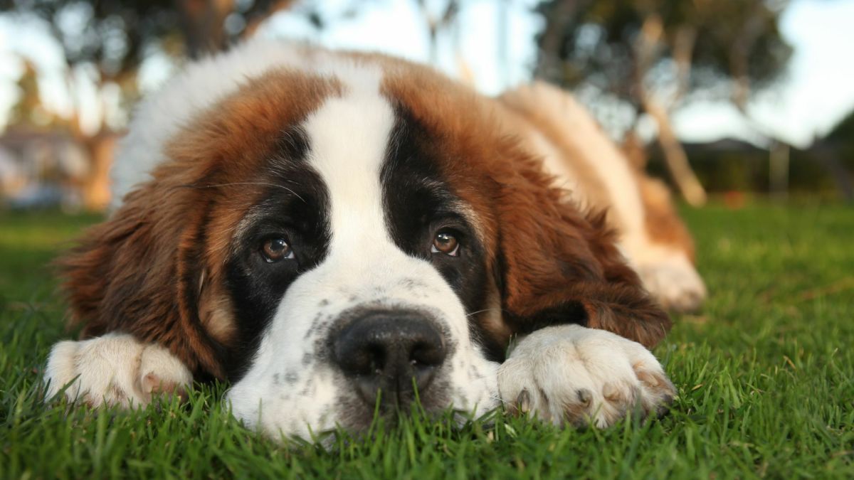 The Saint Bernard: Exploring the Traits and History of This Majestic Breed