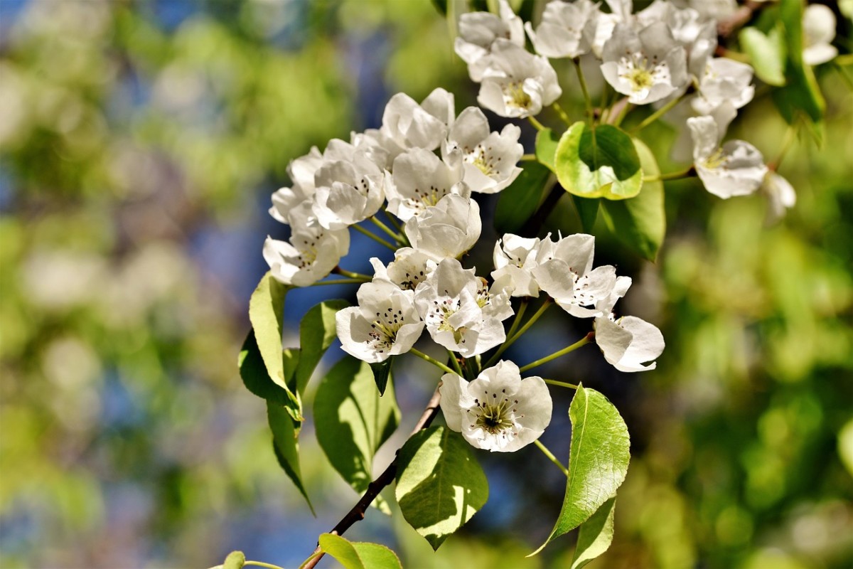 Pear tree blossoms have fragrant white spring blossoms, while the foliage changes to different colors in fall.