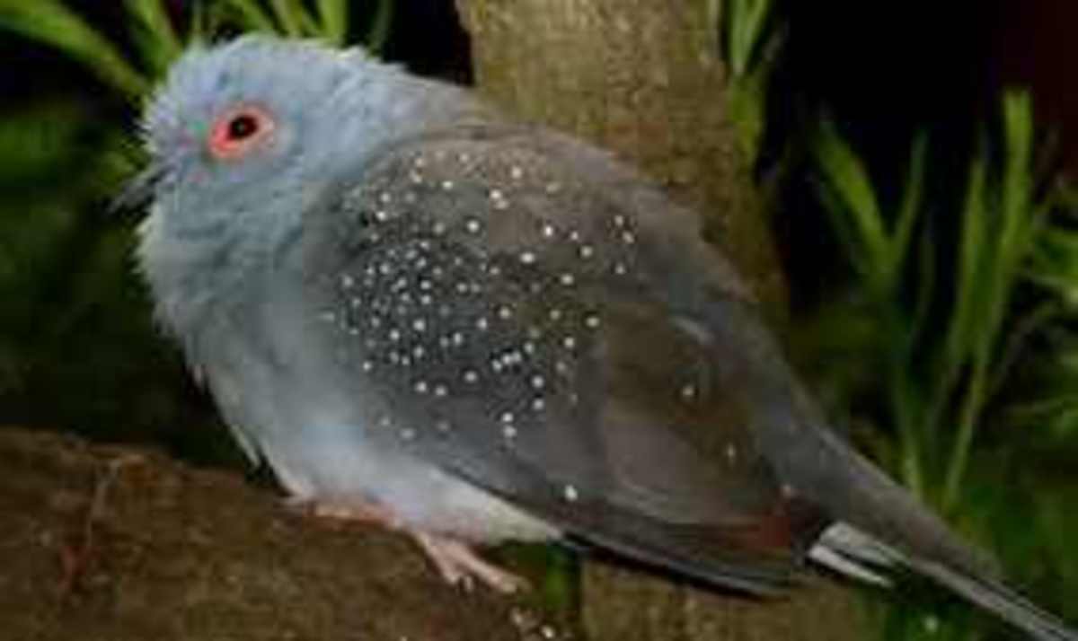 How to Distinguish Diamond Dove From Peaceful Dove