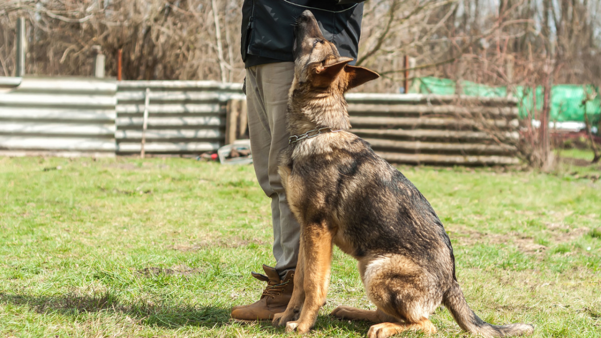 Can Boarding and Training Cause Behavior Changes in Dogs? Things to Be