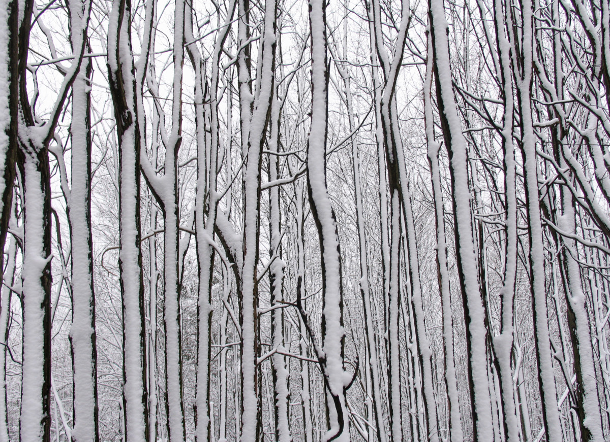 Snow Twigs; a Wintry Photo Poetry Collage