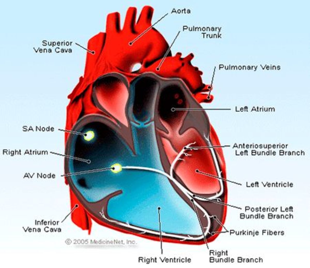 How to Deal With Heart Premature Ventricular Contractions (PVCs) My