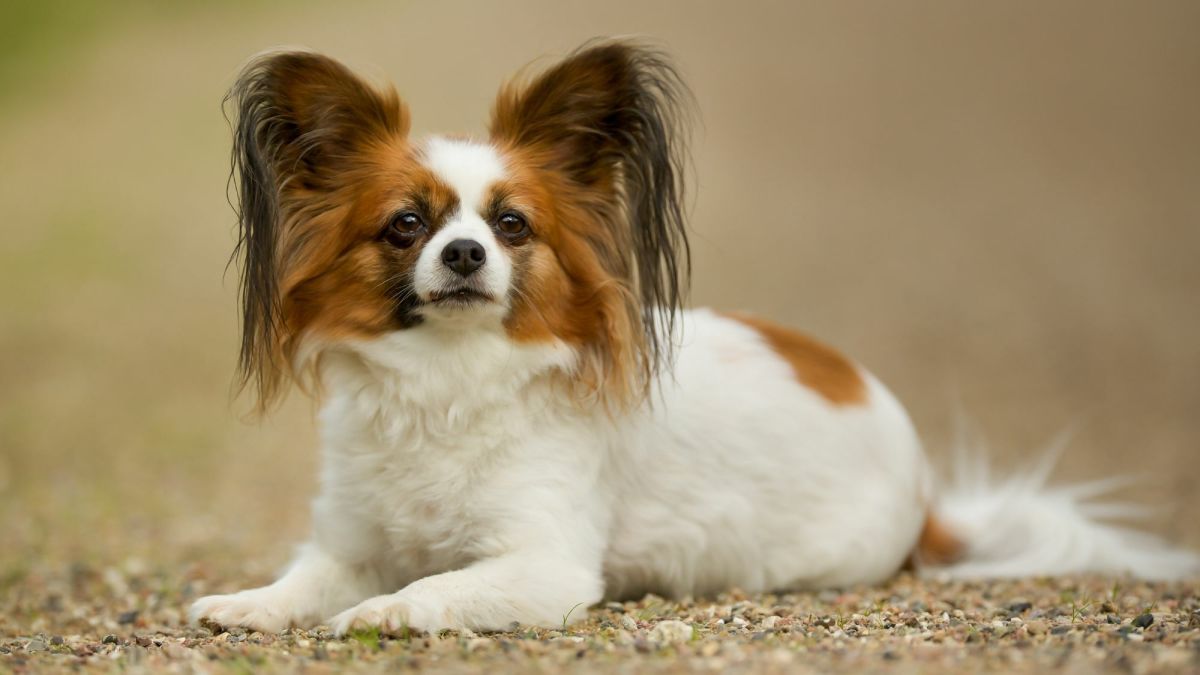 The Ultimate Guide to Papillons: Owning, Training, and Caring for These Delightful Butterfly Dogs