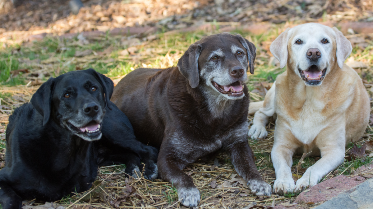 8 Colors of Labrador Retrievers : All You Need to Know (+Pictures)