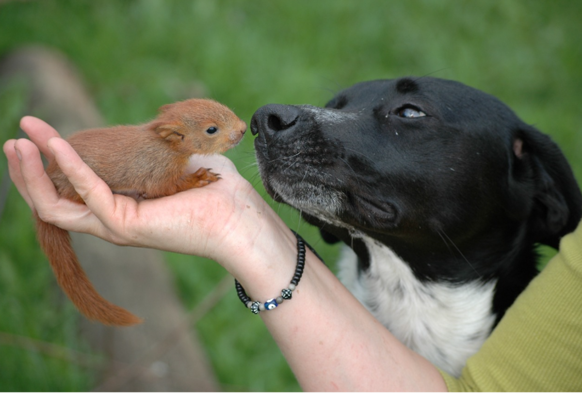 Can a Dog Get Sick After Killing a Squirrel? HubPages