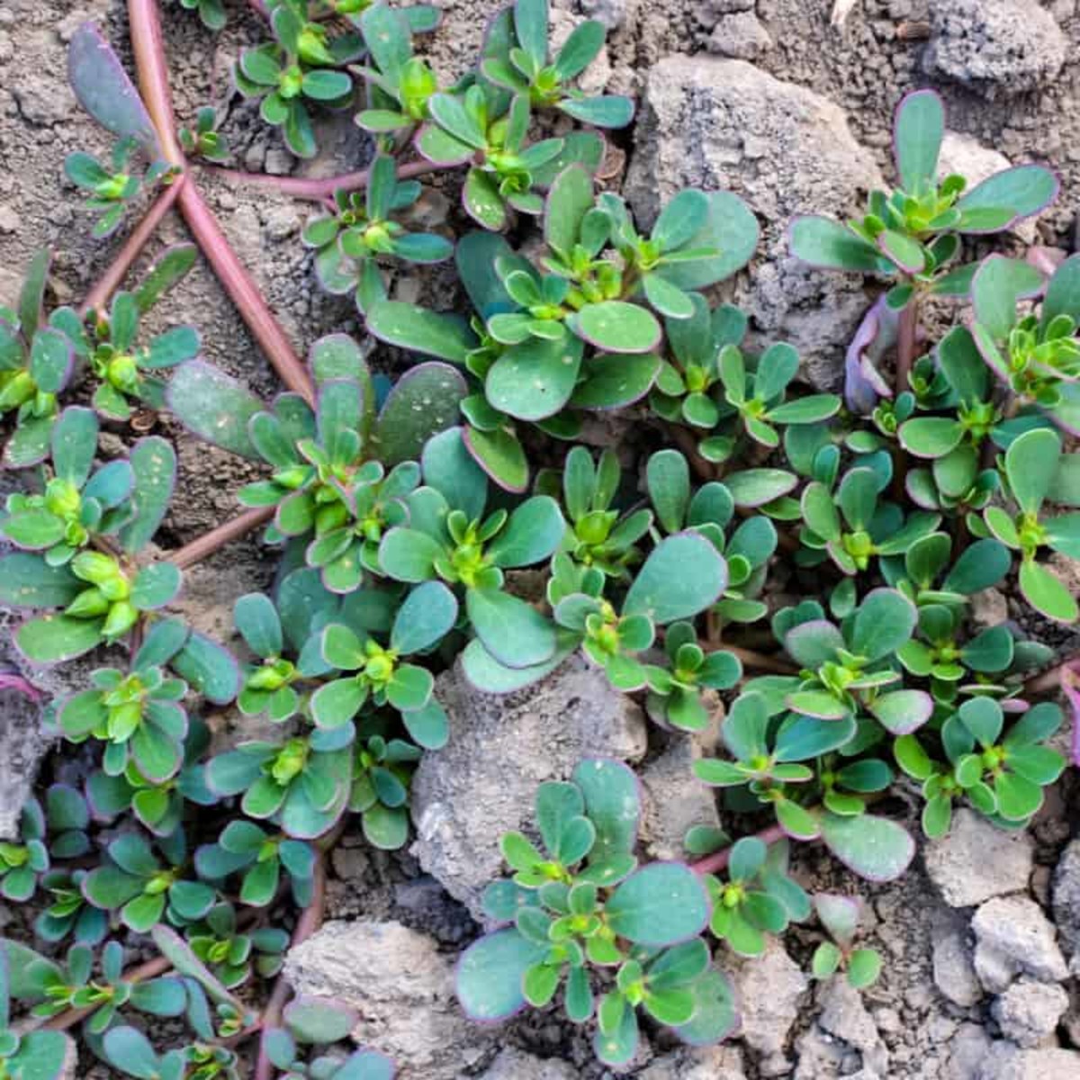 Purslane wild edible plant