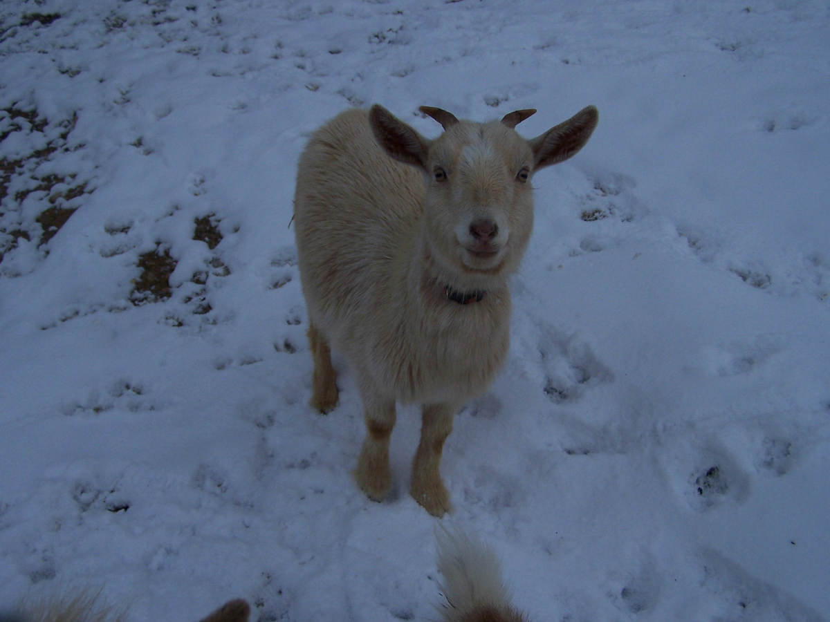 Goats in the Snow - HubPages