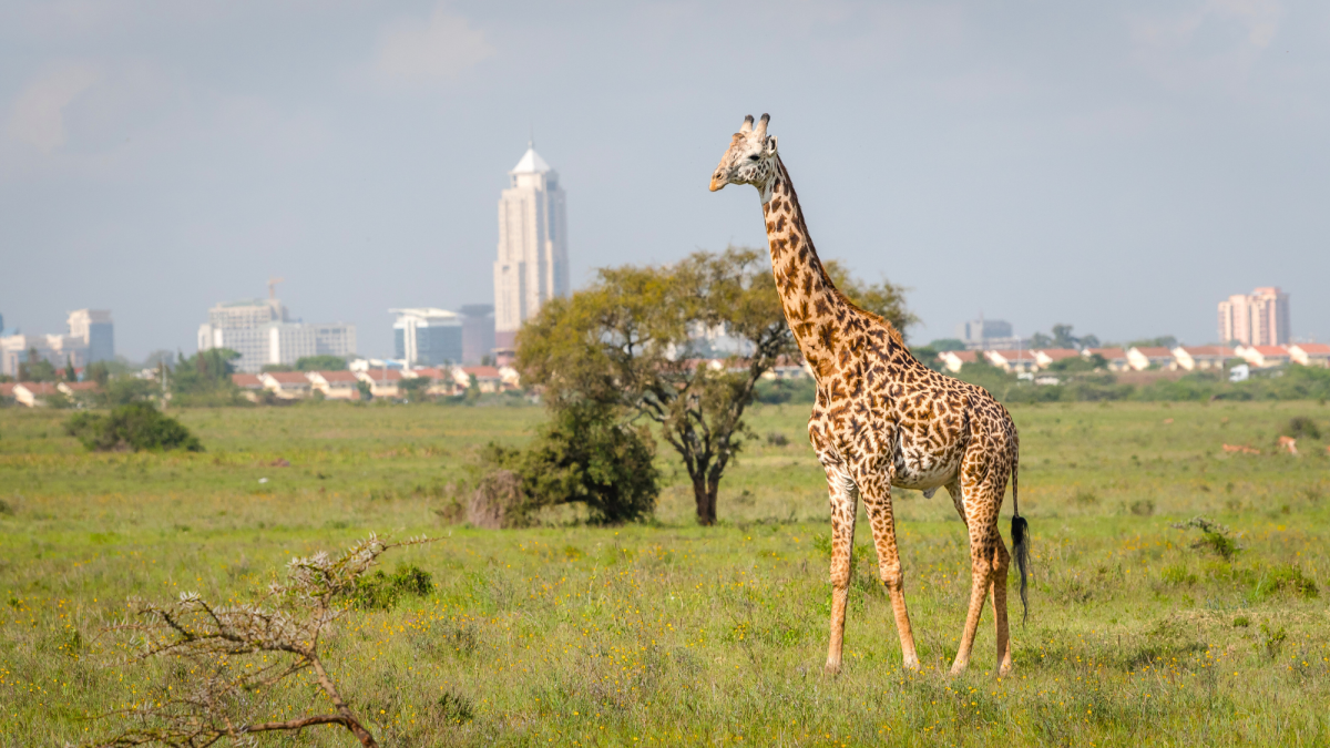 The Top 10 Best Cities and Towns to Stay in When Visiting Kenya